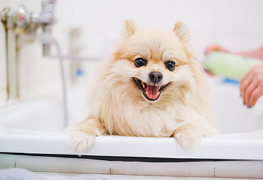 犬のシャンプー